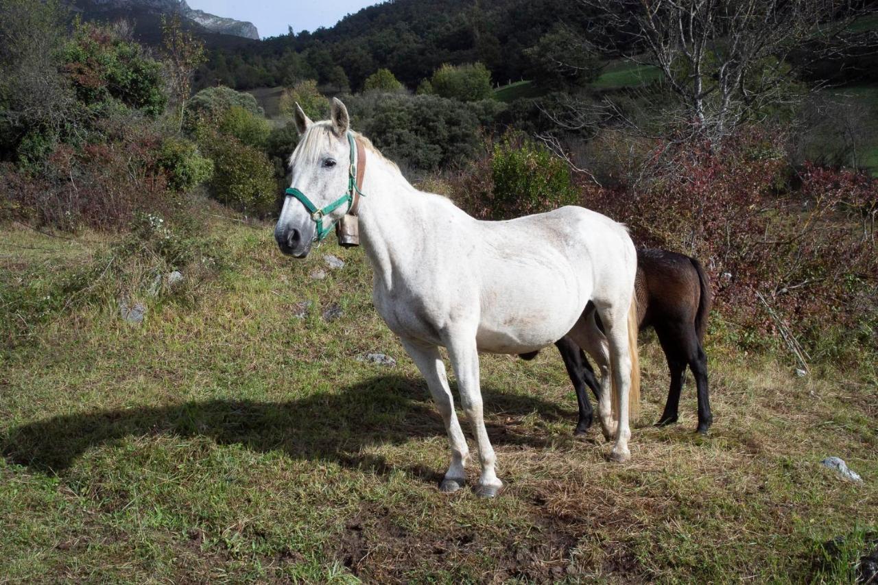 Apartamentos Los Picos De Europa Colio 외부 사진